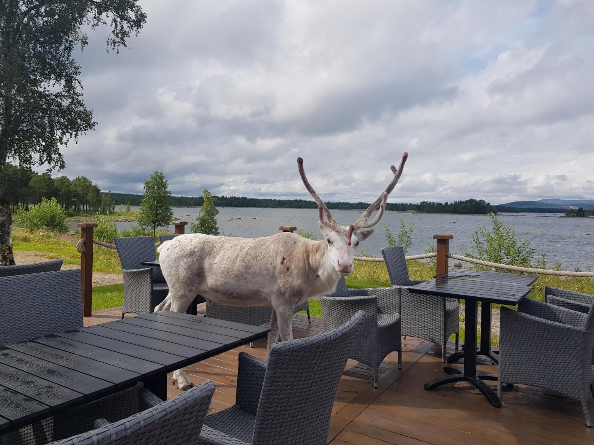 Hotel Kraja Arjeplog Exterior foto